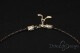 Collana Piceno