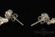 Collana Piceno